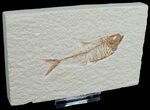 Diplomystus Fossil Fish - Wyoming #6586-1